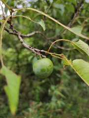 Prunus salicina