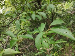 Prunus salicina