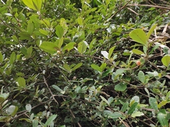Elaeagnus magna