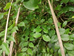 Zanthoxylum scandens