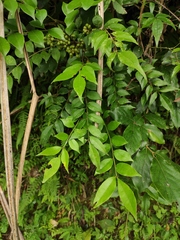 Zanthoxylum scandens