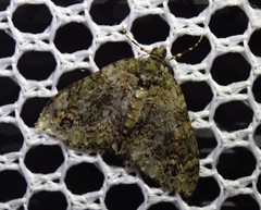 Hammaptera parinotata