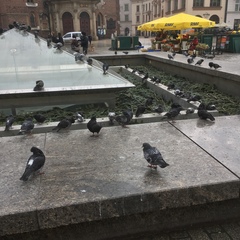 Columba livia domestica