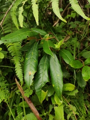 Elaeagnus lanceolata