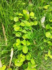 Grona heterocarpos