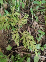 Selaginella moellendorffii