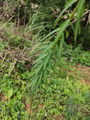 Euphorbia pekinensis