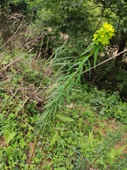 Euphorbia pekinensis