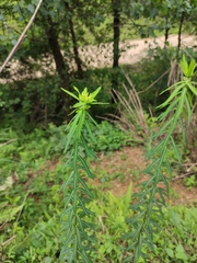 Euphorbia pekinensis