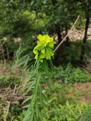 Euphorbia pekinensis