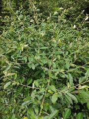 Elaeagnus lanceolata