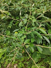 Elaeagnus lanceolata
