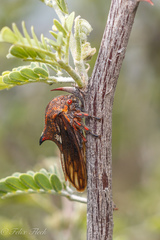 Umbonia reclinata