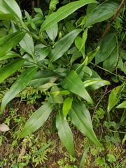 Sarcococca longipetiolata