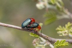 Phrynocepha deyrollei