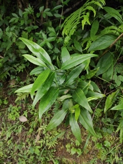 Sarcococca longipetiolata