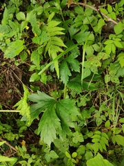 Aconitum carmichaeli