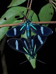 Mydromera notochloris