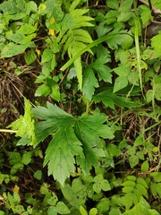 Aconitum carmichaeli