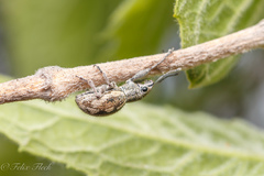 Pantomorus albosignatus