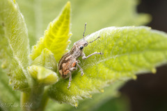 Pantomorus albosignatus