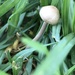 photo of Common Fieldcap (Agrocybe pediades)