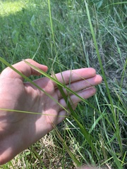 Carex davisii