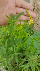 Melilotus officinalis