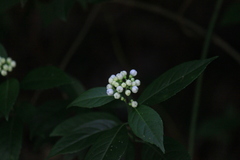 Hydrangea febrifuga