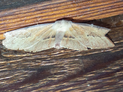 Monoctenia falernaria