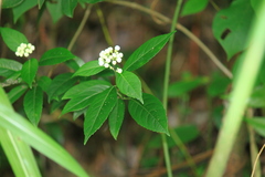 Hydrangea febrifuga