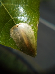 Conopomorpha cyanospila