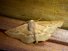 Monoctenia falernaria