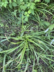 Carex muskingumensis