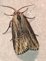 Crambodes talidiformis