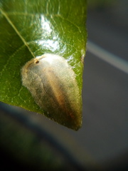 Conopomorpha cyanospila