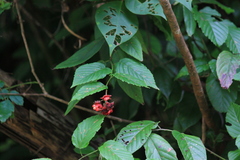Rubus swinhoei