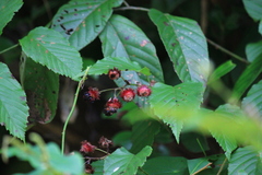Rubus swinhoei