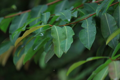 Erythroxylum sinense