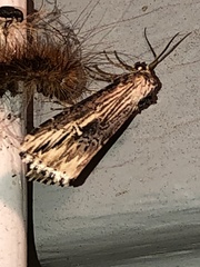 Crambodes talidiformis