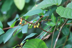 Erythroxylum sinense