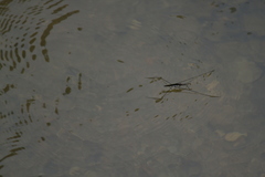 Aquarius elongatus