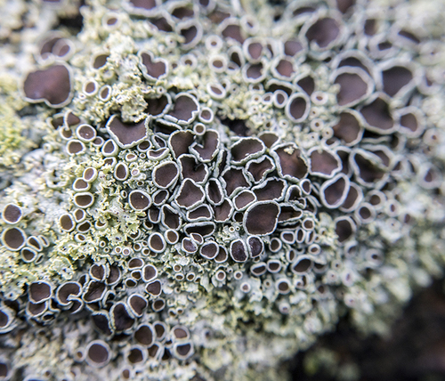 rosette lichen