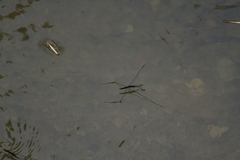 Aquarius elongatus