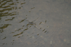 Aquarius elongatus
