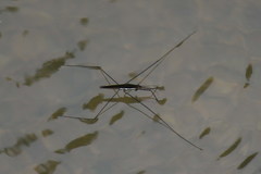 Aquarius elongatus