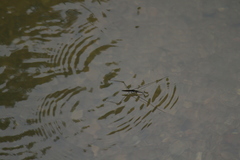 Aquarius elongatus
