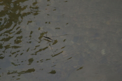 Aquarius elongatus