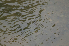 Aquarius elongatus