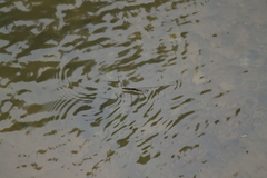 Aquarius elongatus